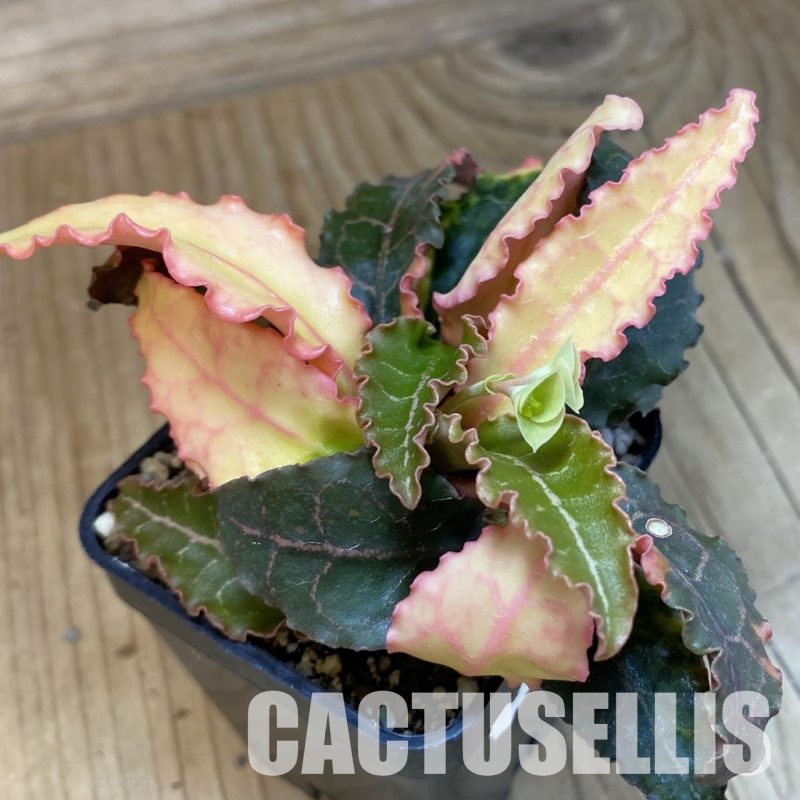 SH22961 Euphorbia francoisii f. variegata