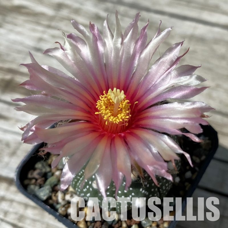 SH32885 Astrophytum asterias 'Akabana'