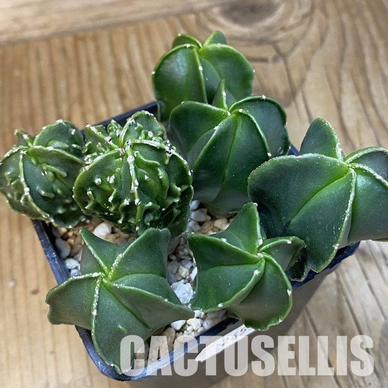 SH26530 Astrophytum myriostigma mix