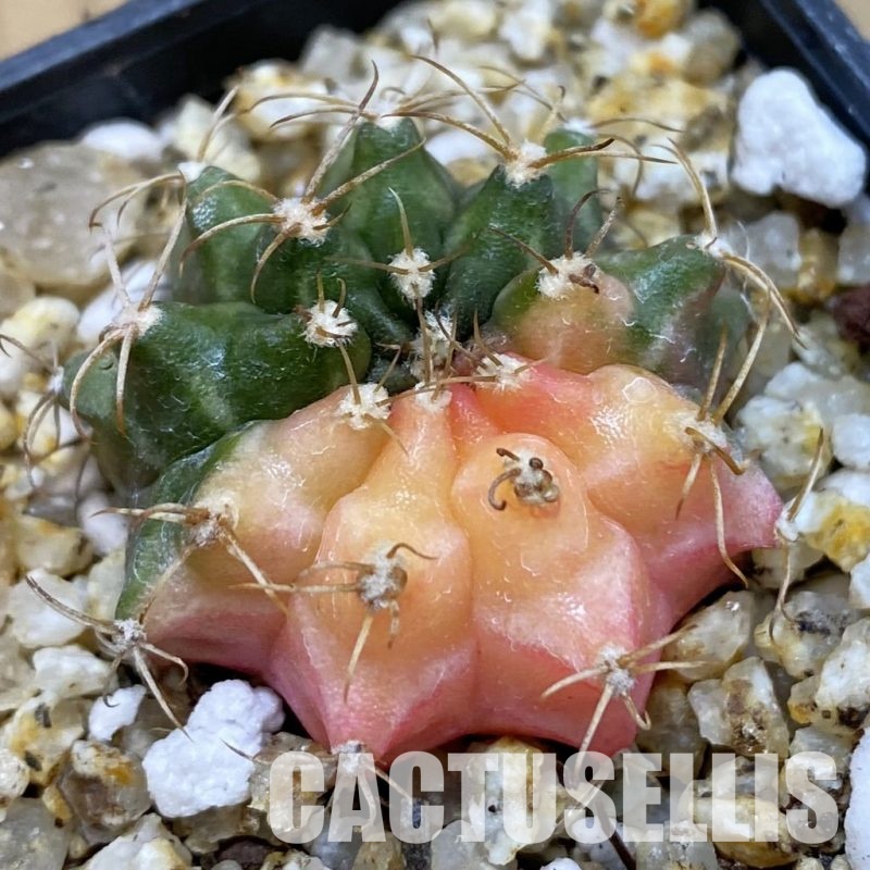 SH32902 Gymnocalycium mihanovichii f. variegata, seedling