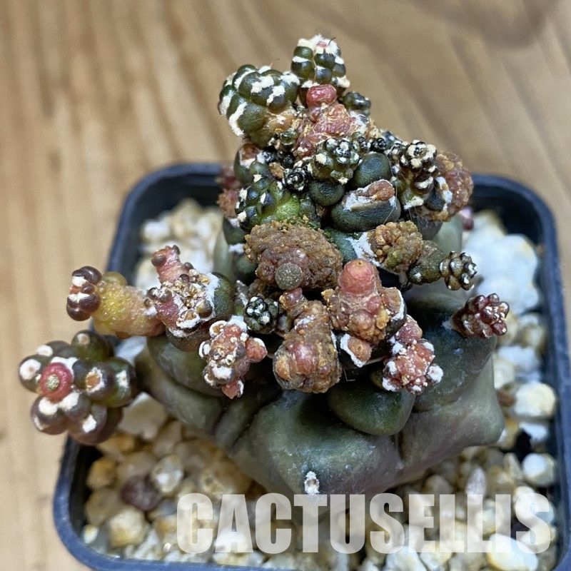 SH32903 Gymnocalycium mihanovichii ‘Transformer’