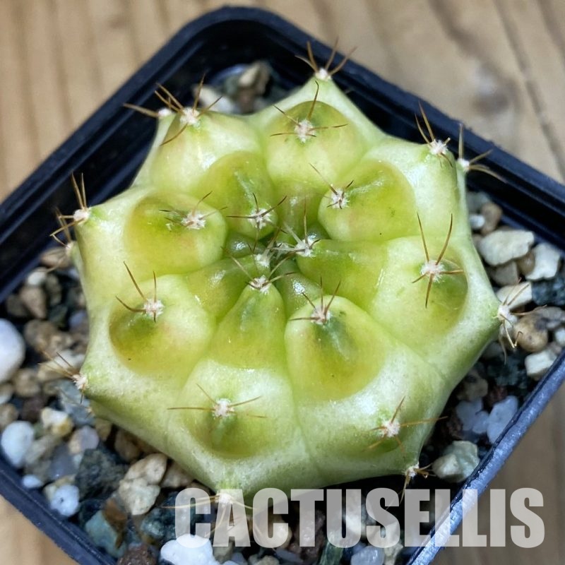 SH32904 Gymnocalycium mihanovichii ‘Neon Green’ hybrid