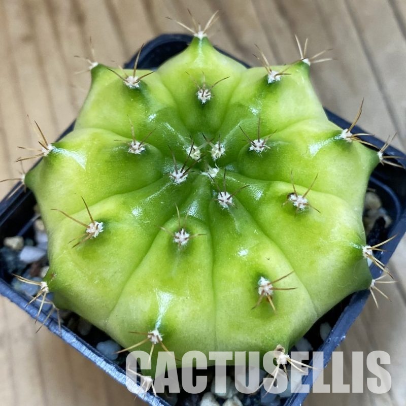 SH32905 Gymnocalycium mihanovichii ‘Neon Green’ hybrid