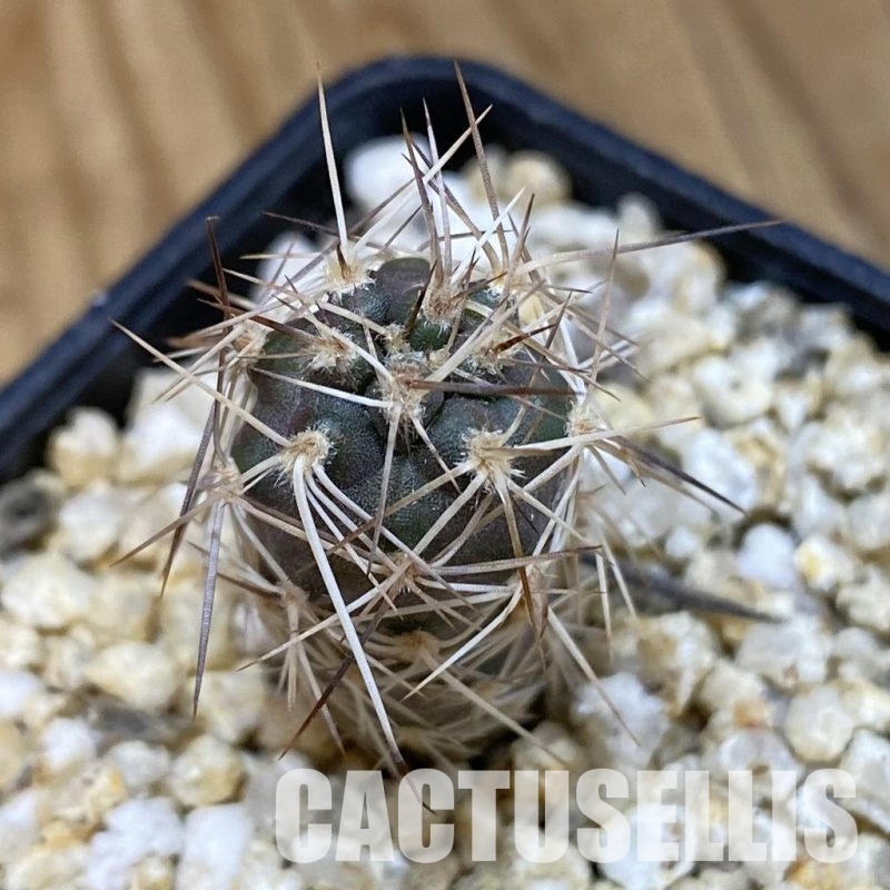 SH32906 Tephrocactus fiambalensis ,brawn spines, seedling