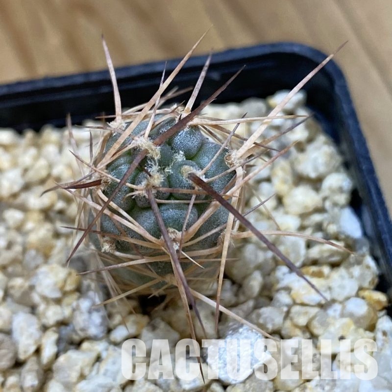 SH32907 Tephrocactus fiambalensis ,brawn spines, seedling