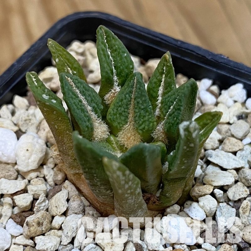 SH32908 Ariocarpus kotschoubeyanus v. elephantidens x Ariocarpus fissuratus ‘Godzilla’, own roots seedling