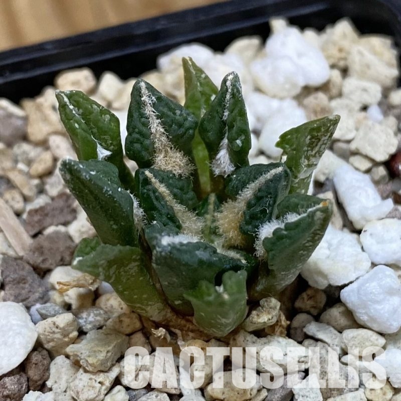 SH32909 Ariocarpus kotschoubeyanus v. elephantidens x Ariocarpus fissuratus ‘Godzilla’, own roots seedling