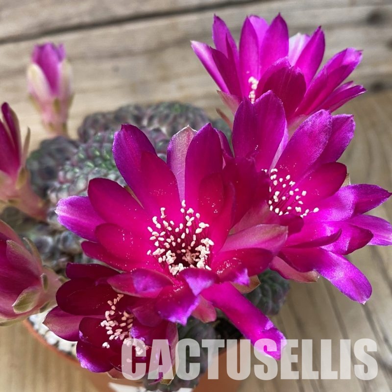 SH32886 Sulcorebutia rauschii