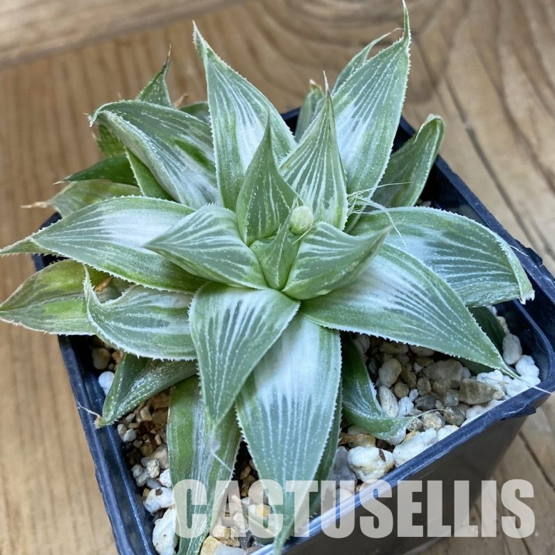 SH32910 Haworthia retusa 'Grey Ghost'
