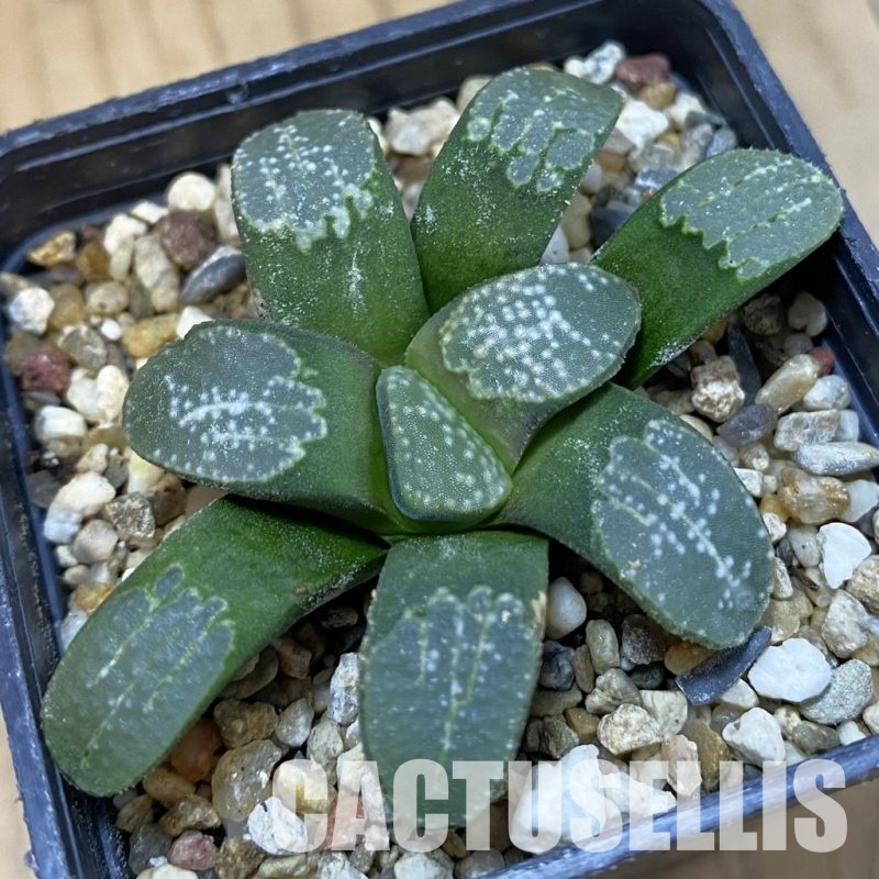 SH32911 Haworthia groenewaldii