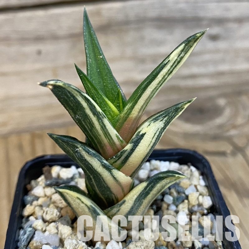 SH32912 Haworthia viscosa f. variegata