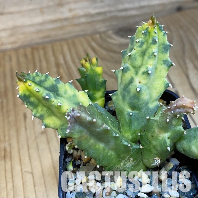 SH32913 Huernia zebrina f. variegata