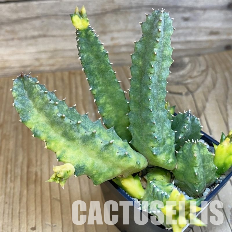 SH32914 Huernia zebrina f. variegata