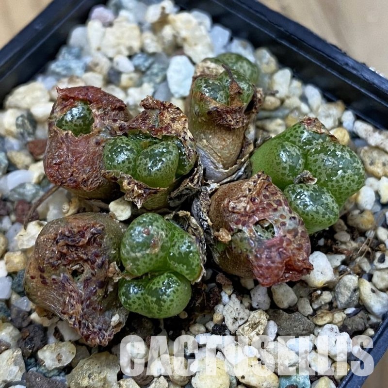 SH32915 Conophytum pellucidum