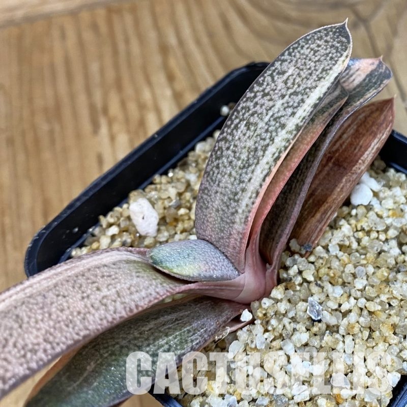 SH32916 Gasteria hybrid f. variegata, seedling