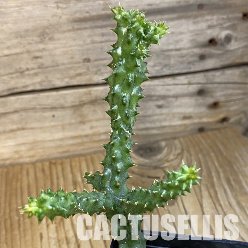 SH32917 Edithcolea grandis