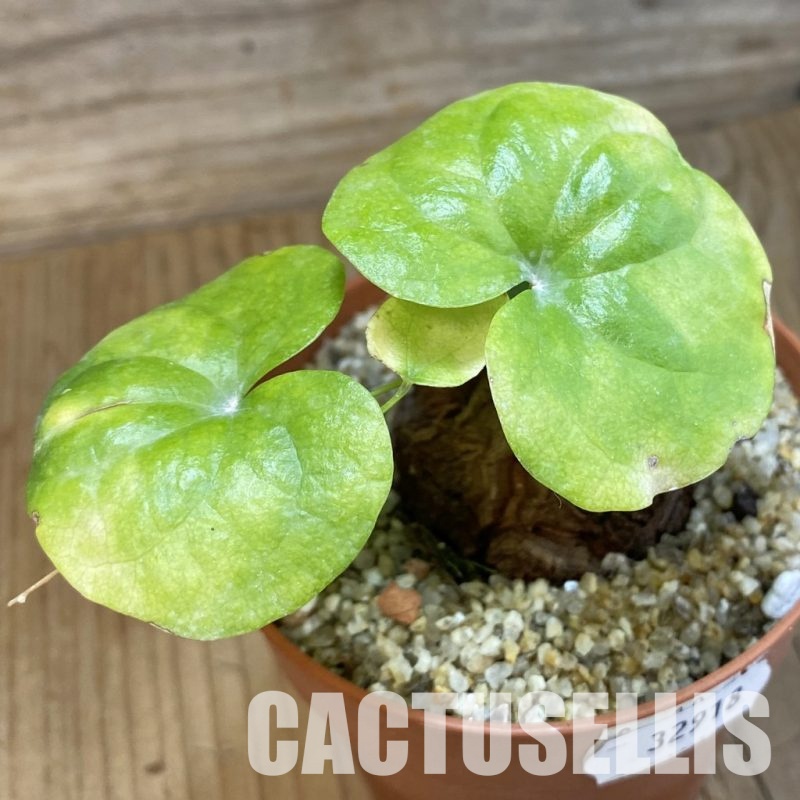 SH32918 Dioscorea elephantipes