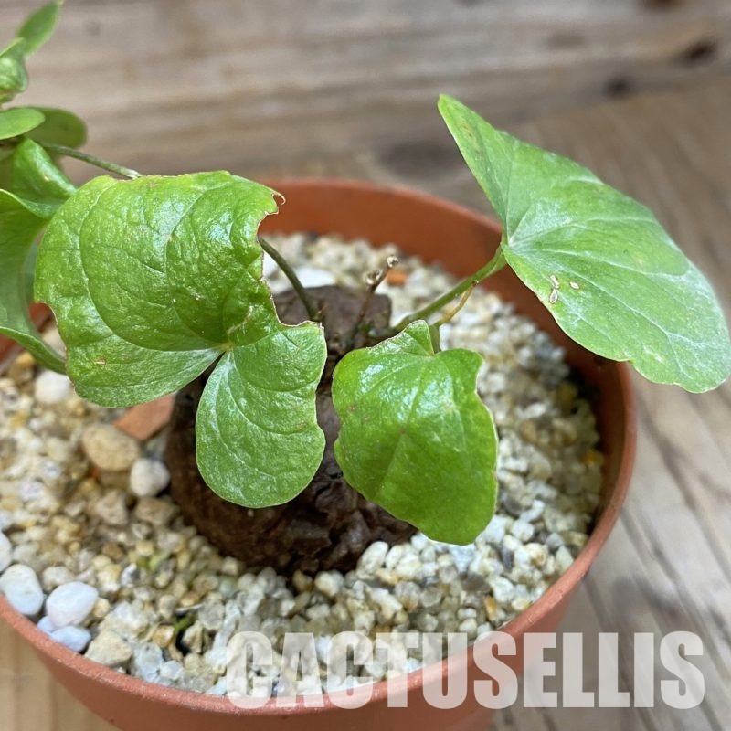 SH32919 Dioscorea elephantipes