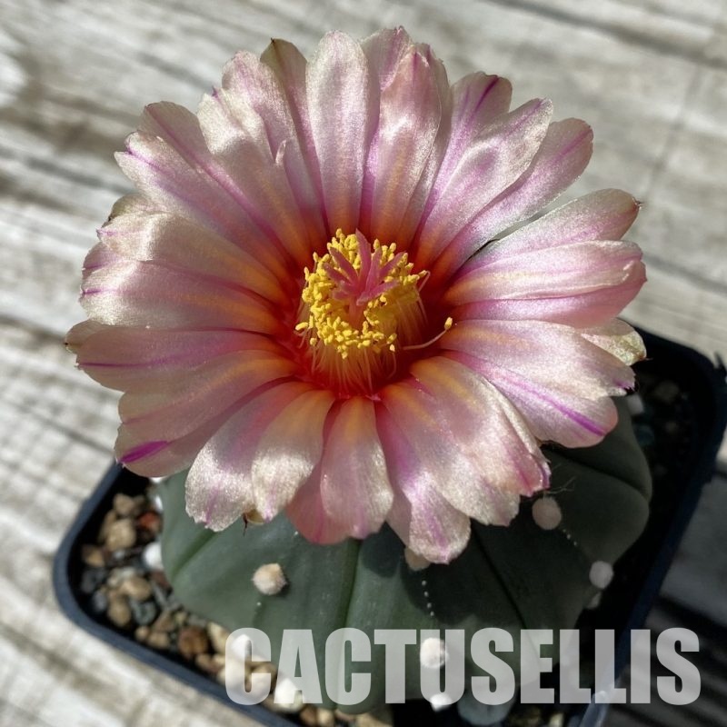 SH32881 Astrophytum asterias 'Akabana'