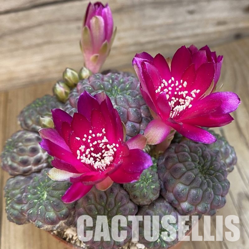 SH32887 Sulcorebutia rauschii