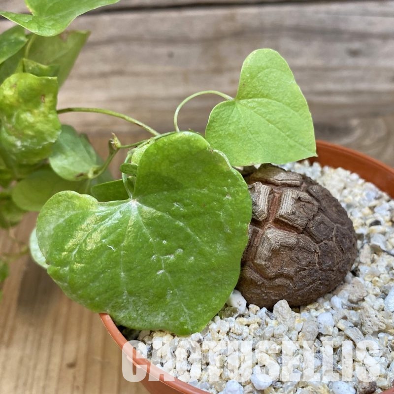 SH32920 Dioscorea elephantipes