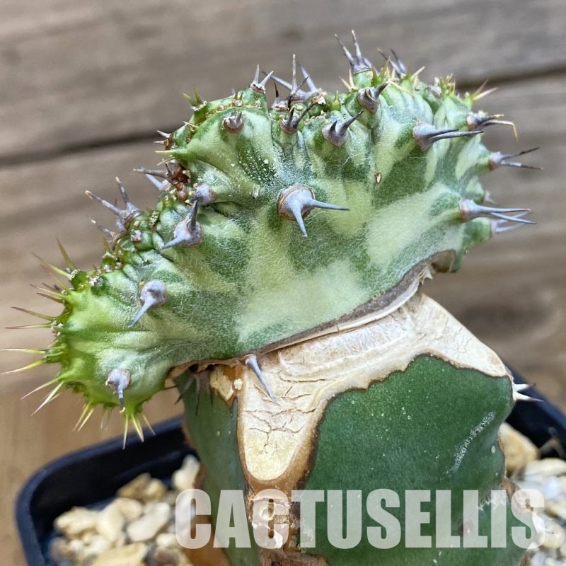 SH32921 Euphorbia horwoodii f. cristata