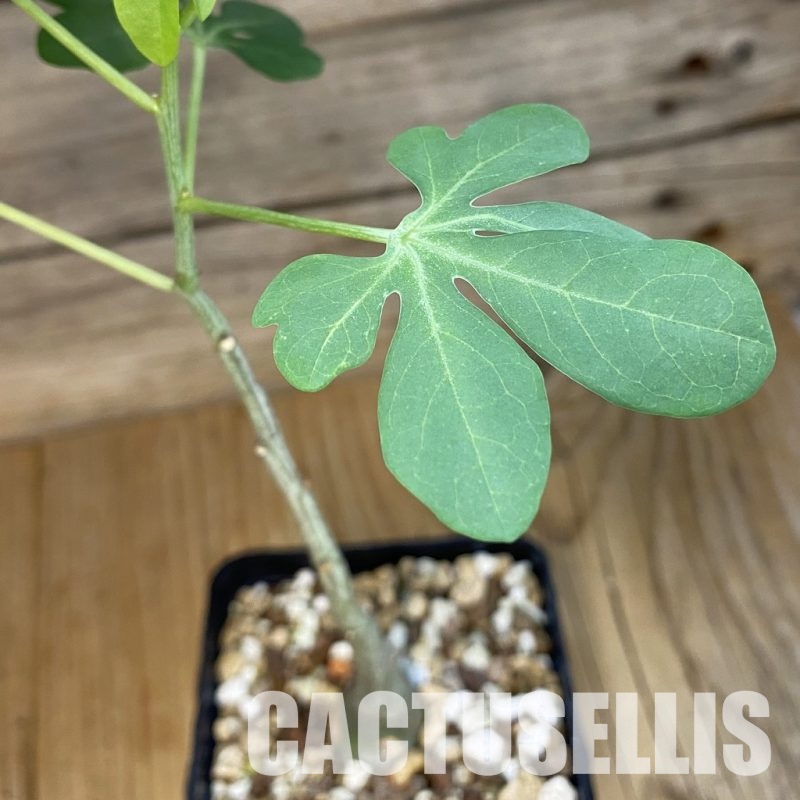 SH32922 Adenia glauca