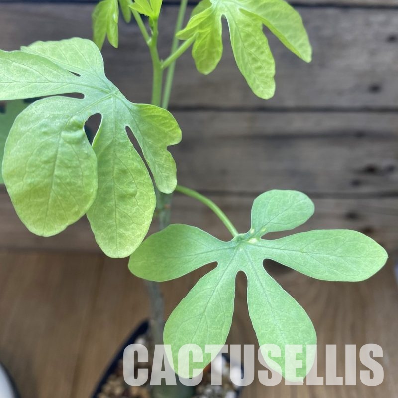 SH32923 Adenia glauca