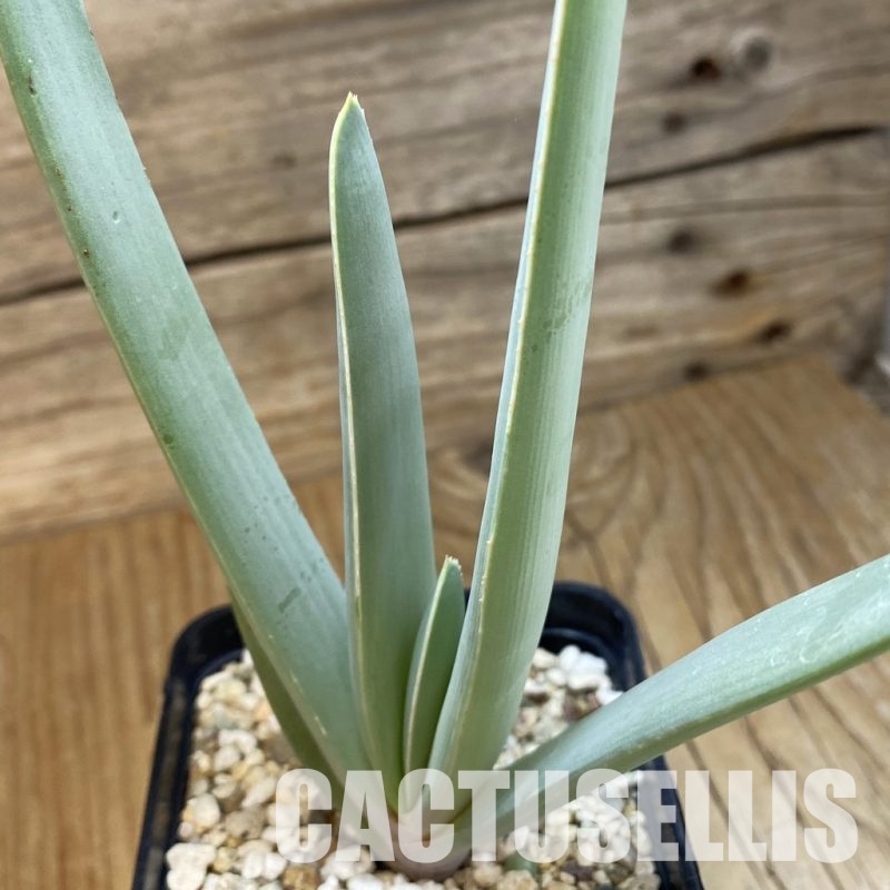 SH32924 Aloe plicatilis