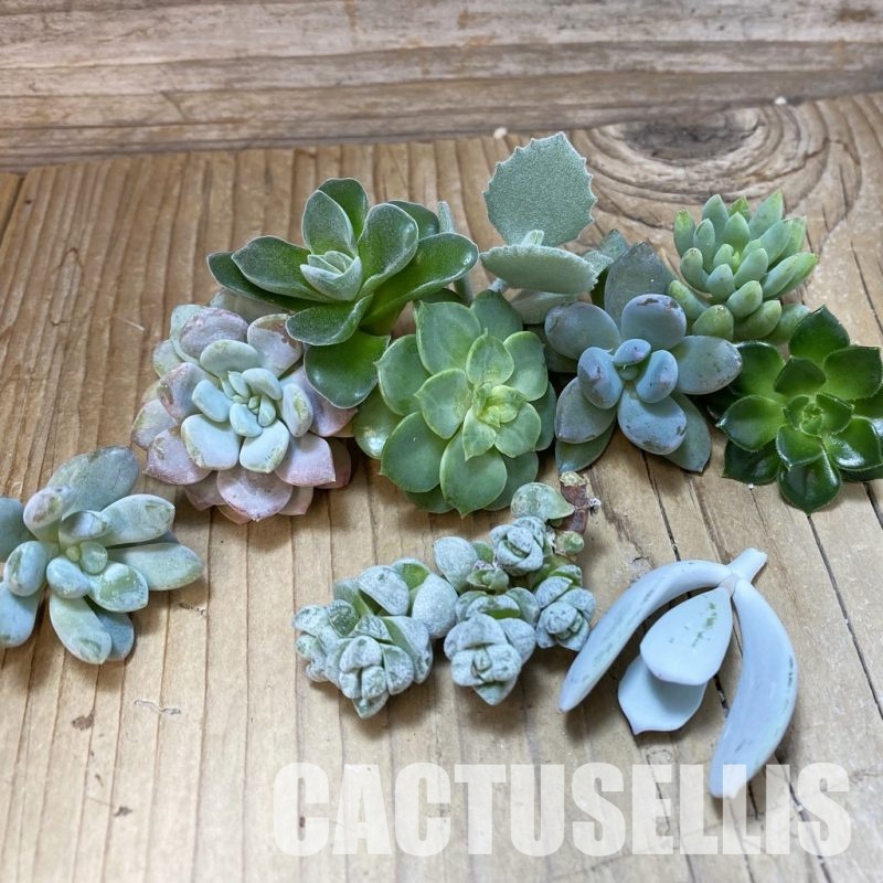 SH32936 Succulents mix, cuted
