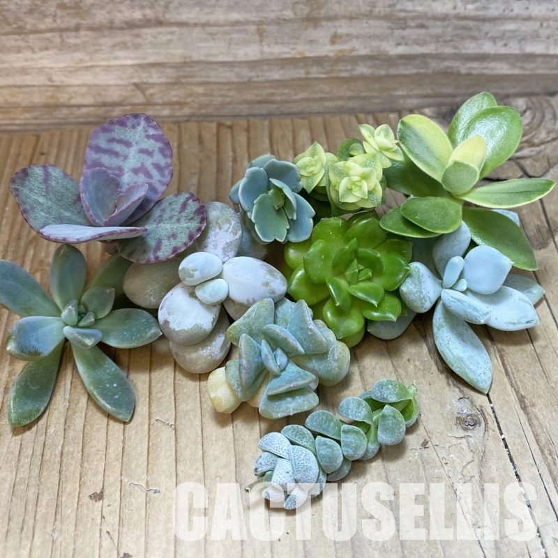 SH32937 Succulents mix, cuted