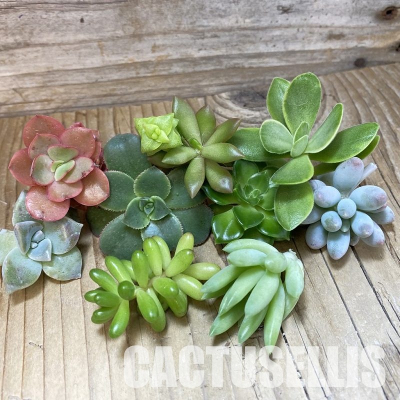 SH32938 Succulents mix, cuted