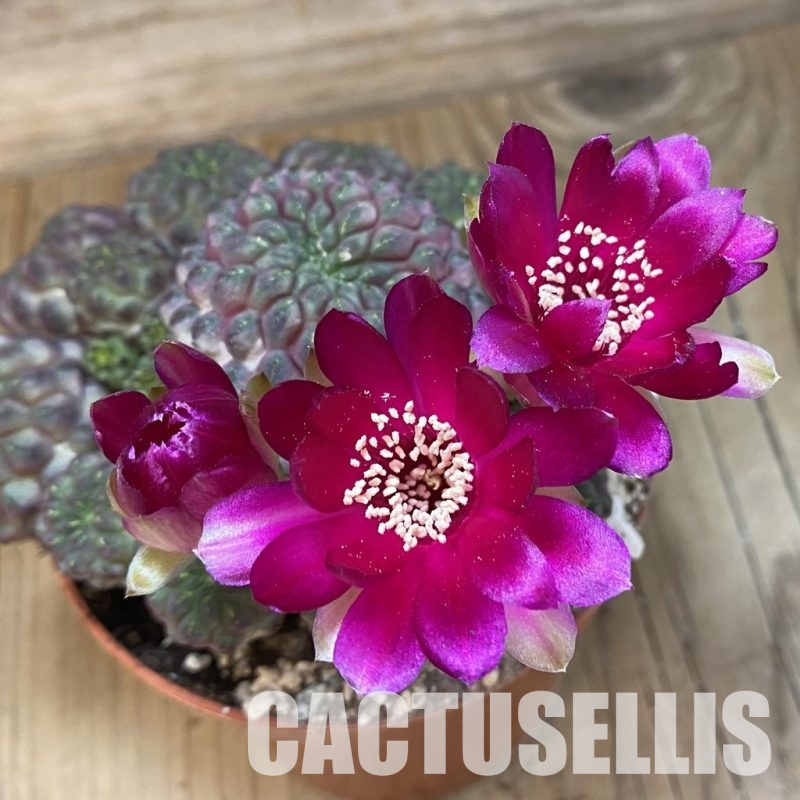 SH32888 Sulcorebutia rauschii