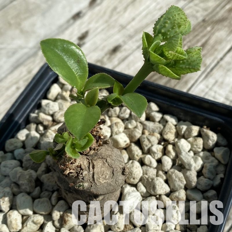 SH32889 Monadenium echinulatum ES2190