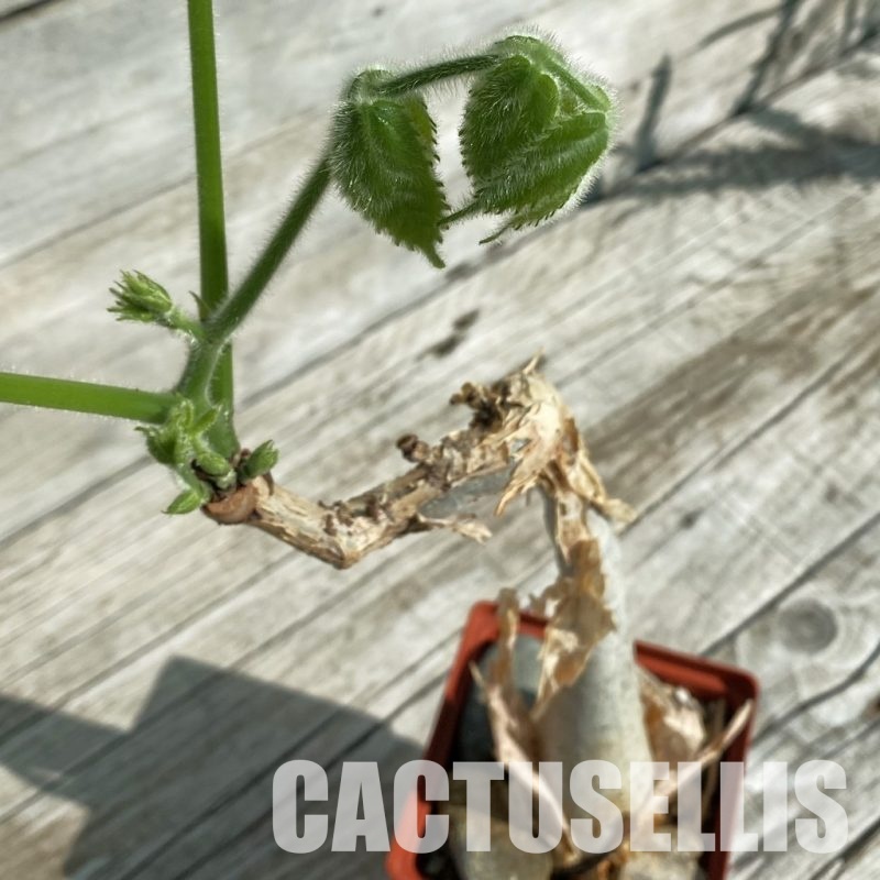 SH32890 Cyphostemma sakalava -Madagascar-