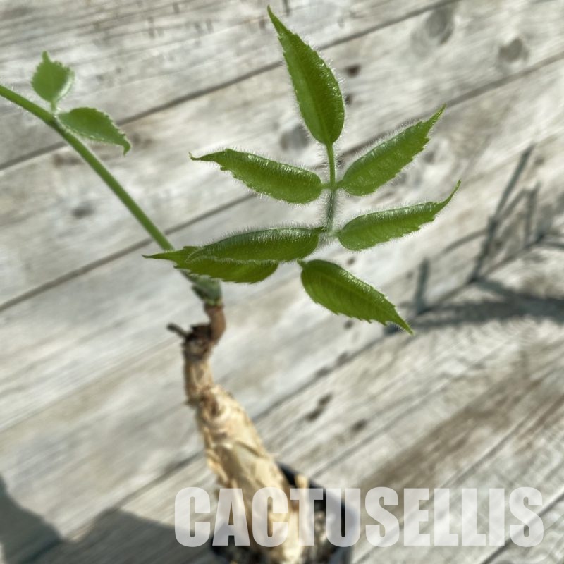 SH32891 Cyphostemma sakalava -Madagascar-