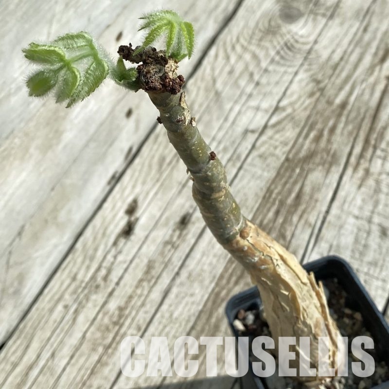 SH32892 Cyphostemma sakalava