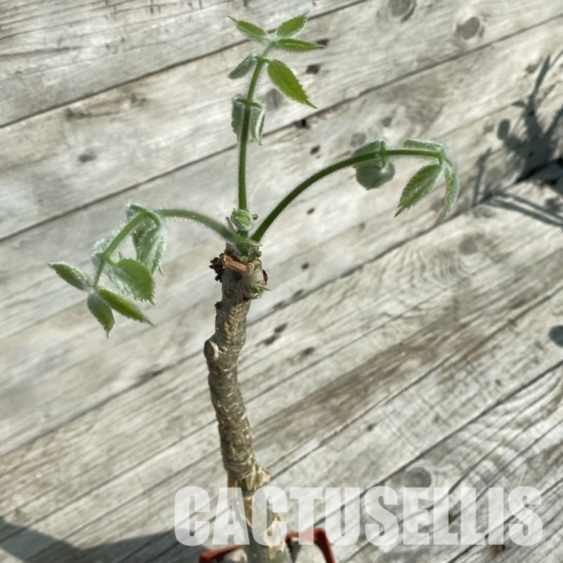 SH32893 Cyphostemma sakalava