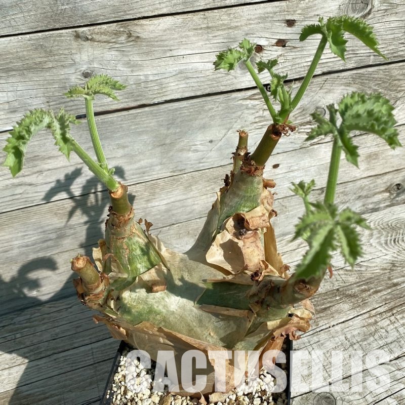 SH32894 Cyphostemma uter v. macropus