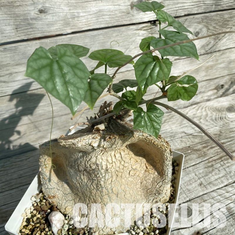 SH32895 Gerrardanthus macrorhizus