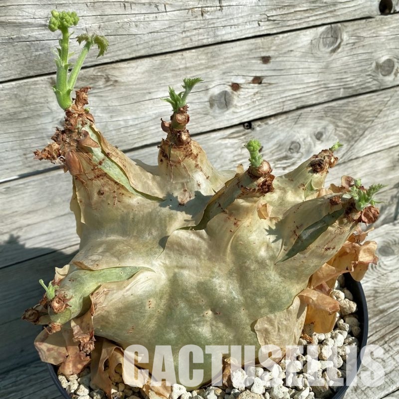 SH32896 Cyphostemma uter v. macropus