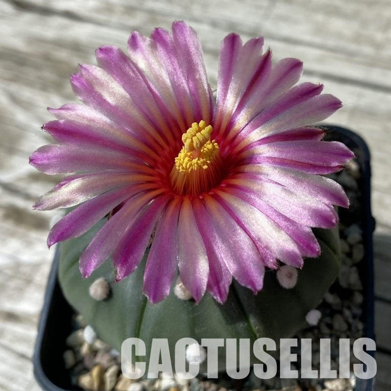 SH32882 Astrophytum asterias 'Akabana'