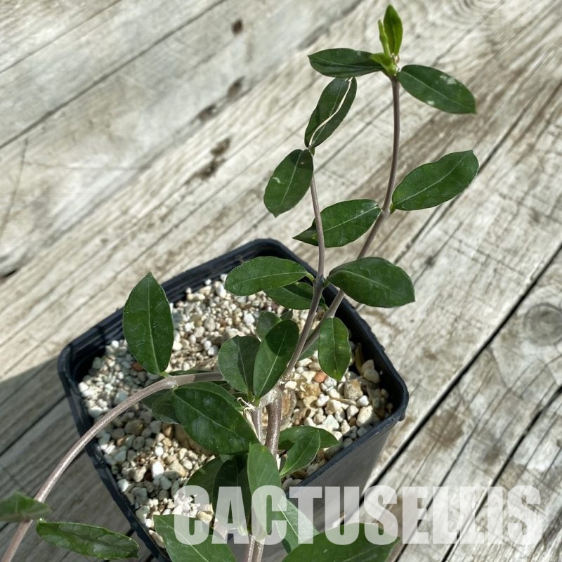 SH32897 Fockea edulis