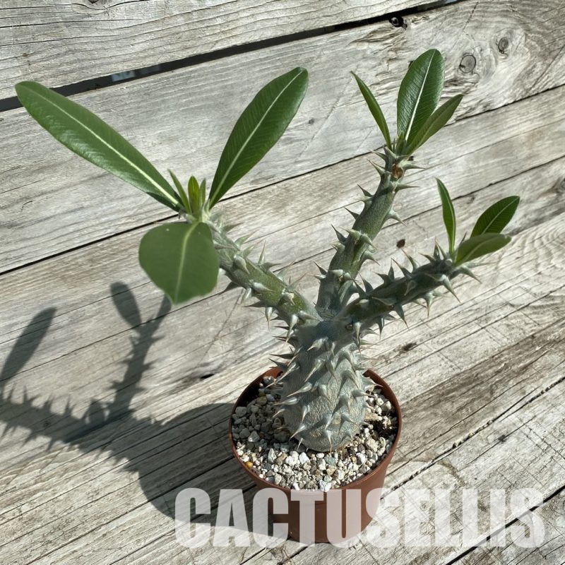 SH32898 Pachypodium horombense