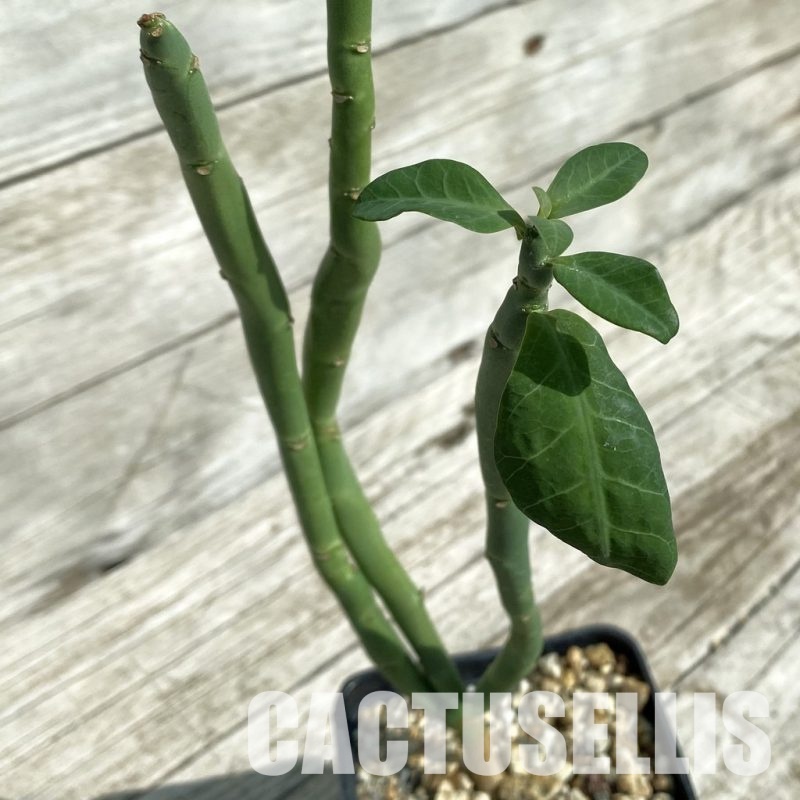 SH32899 Euphorbia heterodoxa