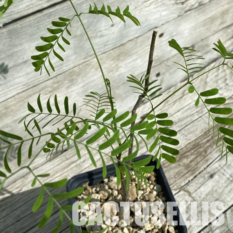 SH32900  Entada leptostachya -Mexico-