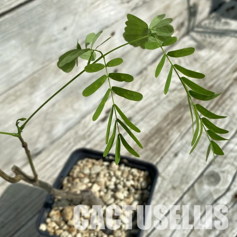 SH33053  Entada leptostachya -Mexico-