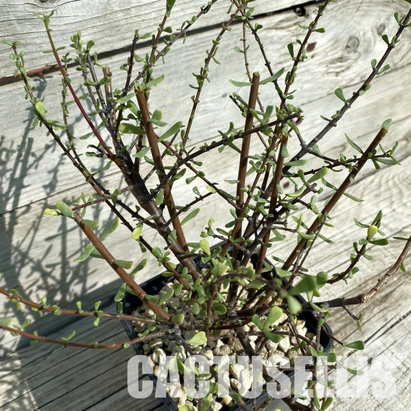 SH33054 Ceraria fruticulosa