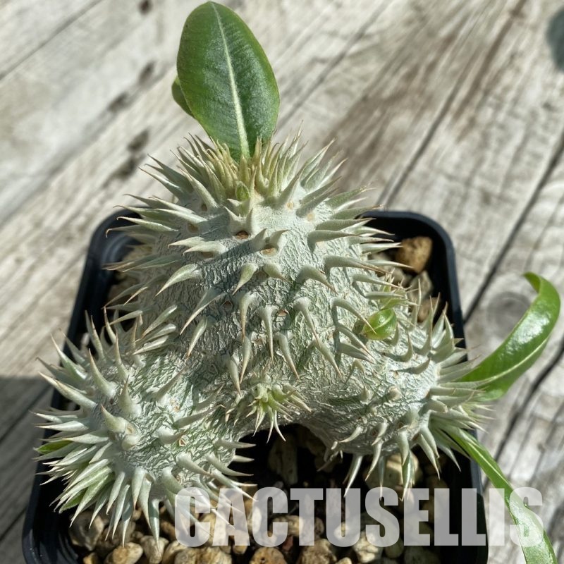 SH6372 Pachypodium brevicaule ssp. leucoxanthum, grafted