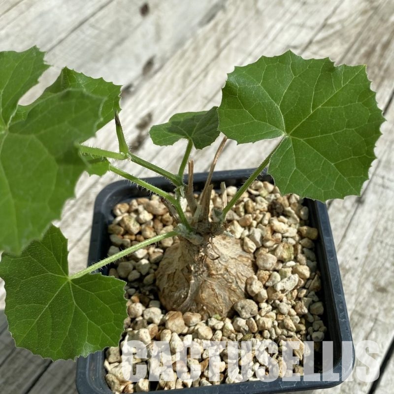 SH33058 Coccinia microphylla